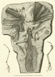 Der Archaeopteryx, Fossil des lithographischen Kalksteins (Gravur)