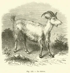 Die Ziege