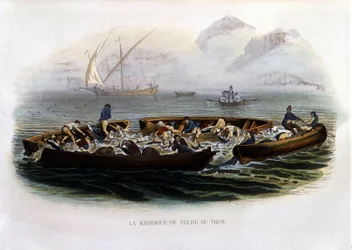 La madrague ou Pêche thon - in „Histoire naturelle de Lacepède“