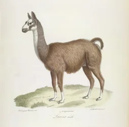 Lama, Männchen, aus Histoire Naturelle des Mammifères