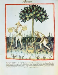 Lat. 9333 Folio 23v 