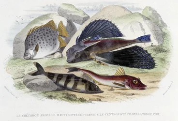 Der Chétodon Argus, der Tyloptera Pirapède, der Centronote Pilot, die Trigle Lyre - in „Histoire Naturelle“ von Lacépède, Hrsg. Furne, Paris