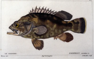 Le grouper nach „Histoire naturelle des poissons“ von Cuvier, Valenciennes, Paris
