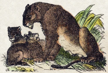 Löwin. Gravur in "Alphabet des animaux sauvages". 9. Serie. Bildersammlung von Epinal, Pellerin, Drucker-Verleger, um 1870. Holzschnitte, schabloniert. 16 Seiten. Dim: 20 x 15 cm. Private Sammlung