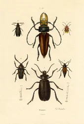 Bockkäfer