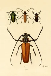 Langhornkäfer