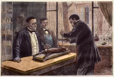Louis Pasteur (1822-1895), französischer Chemiker und Mikrobiologe, experimentiert an einem chloroformierten Kaninchen während seiner Suche nach einem Tollwutheilmittel
