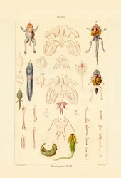 Metamorphose