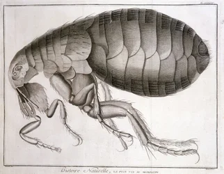 Mikroskop - in „Enzyklopädie“, Diderot und d