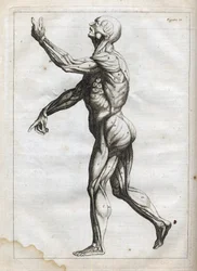Menschliche Muskeln - Gravur in "Abstrakte Anatomie, angepasst an die Künste der Malerei und Bildhauerei" - "Abrege d