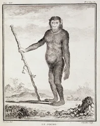 Naturgeschichtstafel: Der Jocko - in „Naturgeschichte, allgemein und besonders“ von Buffon