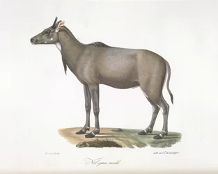 Nilgau-Männchen. Nilgau-Antilope, aus Histoire Naturelle des Mammifères