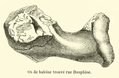 Walknochen in der Rue Dauphine gefunden