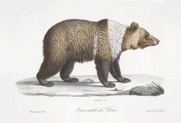 Sibirischer Bär, aus 