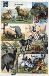 Tafel 2: Schafe, Widder, Schweine, Ziegen, Kaninchen. Gravur in "Silbenalphabet der Haustiere und Bauernhoftiere". Serie A. Pellerin et Cie, Drucker-Verleger, Epinal, Ende des 19. Jahrhunderts