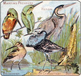 Tafel 3: Eisvogel, Reiher, Bekassine, Kämpfender Ritter, Butor. Gravur in "Syllabary alphabet of birds and reptiles". Serie A. Pellerin et Cie, Drucker-Verleger, Epinal, Ende des 19. Jahrhunderts. Chromolithographien.