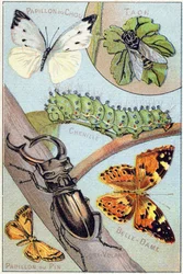 Tafel 4: Kohlweißling, Bremsen, Raupe, Distelfalter, Drachen, Kiefernspinner. Gravur in "Syllabary alphabet of butterflies and insects". Serie A. Pellerin et Cie, Drucker-Verleger, Epinal, Ende des 19. Jahrhunderts.