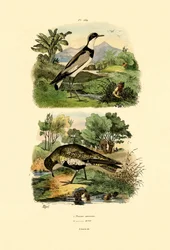 Regenpfeifer