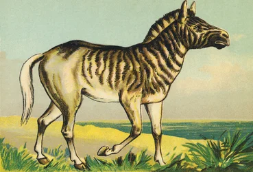 Q wie Quagga (oder Couagga, Zebra-Unterart ausgestorben 1883)
