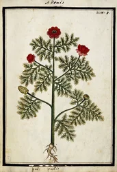 Roter Adonis, ca. 1700