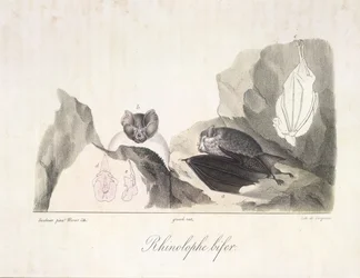 Rhinolophe bifer. Vampirfledermäuse, aus Histoire Naturelle des Mammifères