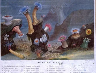 Seeanemonen, aus einem Buch veröffentlicht von Hachette