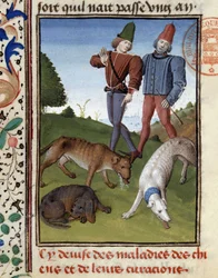 Kranke Jagdhunde - in „Jagd Buch von Gaston Phoebus, Graf von Foix, Herr von Béarn“