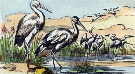 Storch. Gravur in "Buffon Alphabet des Oiseaux n 1"