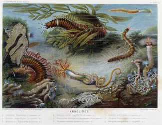 Sunapte de Duvernoy - in „Le Monde de la Mer“ von Alfred Fredol. ed. Paris, Hachette.