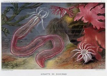 Sunapte de Duvernoy - in „Die Welt des Meeres“ von Alfred Fredol. Hrsg. Paris, Hachette