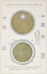 Die Befruchtung eines menschlichen Eies, aus La Création Naturelle et les Êtres Vivants von Dr. J. Rengade, ca. 1880