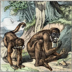 Der Affe und die Nuss. Fabel von Jean-Pierre-Claris de Florian (1755-1794), französischer Romancier, Dichter und Fabulist. Illustration Ende des 19. Jahrhunderts.