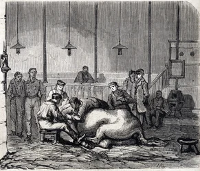 Die Nationale Veterinärschule von Alfort - Die großen Schulen Frankreichs - Veterinärschule von Maisons-Alfort im Jahr 1866 - der Seziersaal - Stich in „Le Monde Illustré“ von 1866