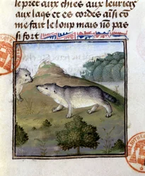Der Dachs - in „Jagd Buch von Gaston Phoebus, Graf von Foix, Herr von Béarn“