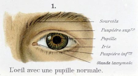 Das Auge mit einer normalen Pupille (Detail)