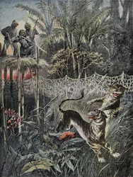 Tigerjagd im Dschungel Indiens: Die Verteidiger sind hinter dem Netz und die Jäger sind sicher auf dem Belvedere. Gravur in „Le Pelerin“, am 05.02.1899. Selva Coll.