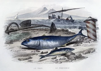 Thunfisch und Makrele - aus „Histoire naturelle“ von Lacépède, T.II, ed. Furne et Cie, Paris