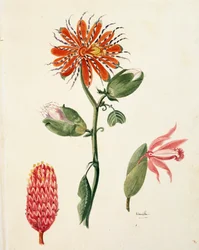 Vanille-Orchidee (Vanilla planifolia) von Lejeune