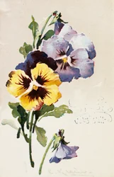 Vintage französische Postkarte mit Blumendekorationen