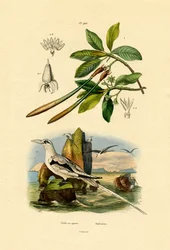 Weißschwanz-Tropikvogel