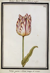 Gelbe Tulpe mit roten und schwarzen Streifen, ca. 1700