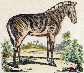 Zebra. Gravur in "Alphabet des animaux sauvages". 9. Serie. Bildersammlung von Epinal, Pellerin, Drucker-Verleger, um 1870. Holzschnitte, schabloniert. 16 Seiten. Dim: 20 x 15 cm. Private Sammlung