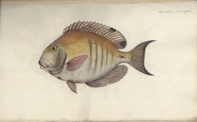 Chaetodon chirurgus, vor 1787