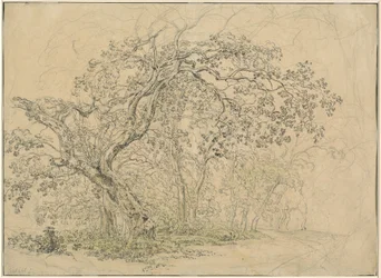 Baumgruppe [verso]