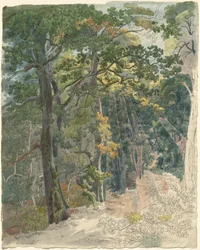 Sonnenstrahlen, die einen Waldweg treffen