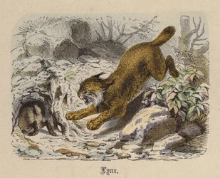 Luchs