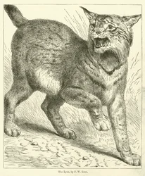 Der Luchs