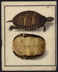 Chrysemys picta, vor 1792