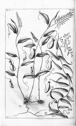 Cantharifera und Flagellaria indica aus Herbarium amboinense