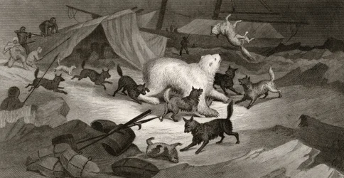 Bärenjagd, graviert von J.C. McRea, aus 